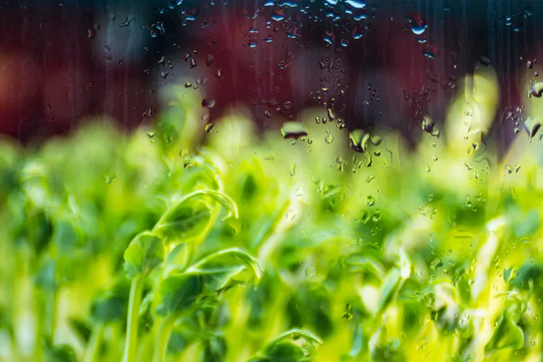 Imagem de folhas verdes atrás de um vidro molhado, simbolizando o uso de jardins de chuva para drenagem urbana.